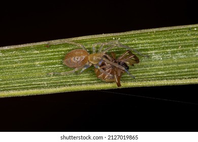 Small Entelegyne Spider Of The Infraorder Entelegynae In A Leaf