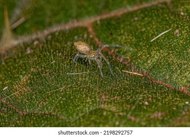 Small Entelegyne Spider Of The Infraorder Entelegynae