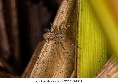 Small Entelegyne Spider Of The Infraorder Entelegynae