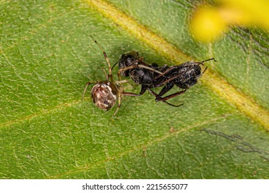 Small Entelegyne Spider Of The Infraorder Entelegynae Preying On An Ant