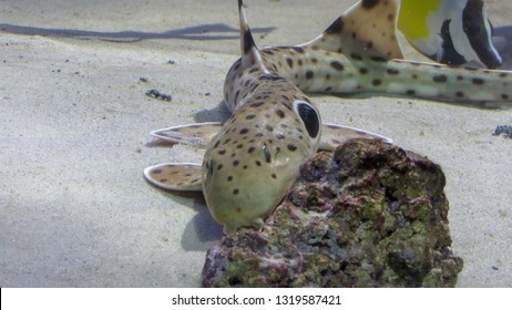 A Small Epaulette Shark Watching