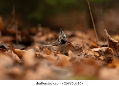 A small, Eurasian crested tit stands on the forest floor amidst fallen autumn leaves. The bird is looking directly at the viewer