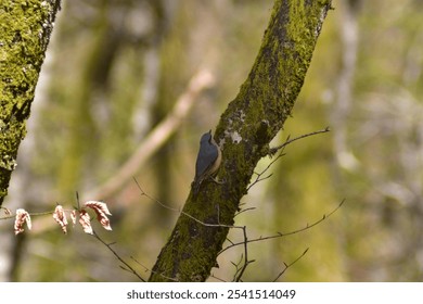 A small Eurasian nuthatch bird perched on a solitary tree branch - Powered by Shutterstock