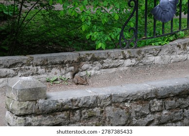 A small Eurasian red squirrel cautiously explores its surroundings on a weathered stone structure, with vibrant green leaves overhead and a hint of a bird in flight