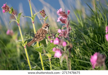 A small Eurasian Tree Sparrow bird (Passer montanus) is perched on the stem of a pink campion flower plant, surrounded by tall grass in a natural, wild meadow habitat, UK.