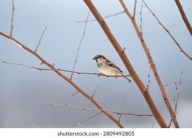 A small Eurasian tree sparrow, Passer montanus, perched on a thin, bare branch against a soft blue background, with brown and white feathers.