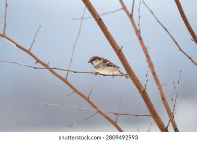 A small Eurasian tree sparrow, Passer montanus, perched on a thin, bare branch against a soft blue background, with brown and white feathers.