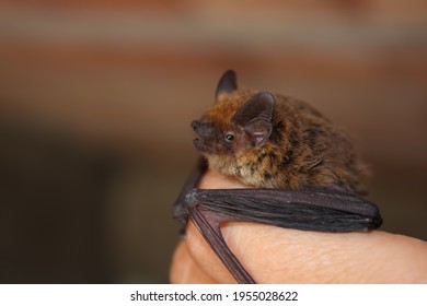 Small European common bat on human hand.