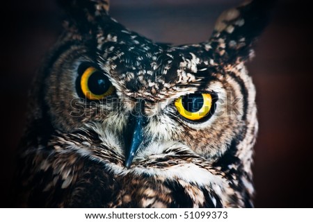 Small European owl, nocturnal bird of prey with hawk-like beak and claws and large head with front-facing eyes