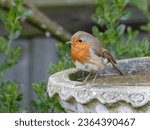 A small European robin perched atop an aged cement bird bath in a natural outdoor setting