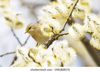 Small European songbird Common chiffchaff, Phylloscopus collybita searching for insect in the middle of blooming willow tree.