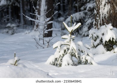 A small European Spruce, Picea abies covered with snow in Estonian boreal forest