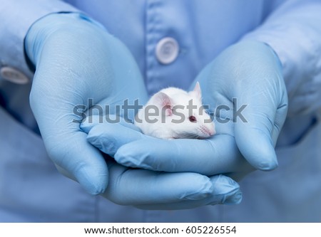 Small experimental mouse is on the laboratory researcher's hand with blue glove