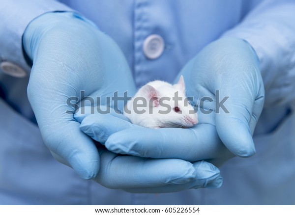 Small experimental mouse is on the laboratory\
researcher\'s hand with blue\
glove