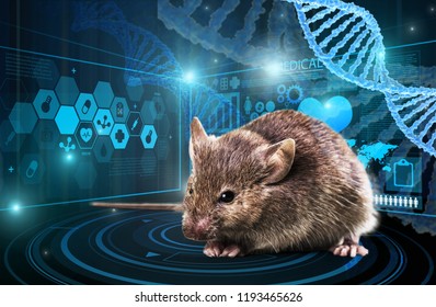 beautiful mouse experiment