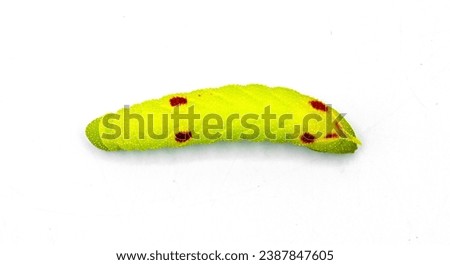 Small eyed sphinx moth - Paonias myops - caterpillar larva lime green color with red spots or dots.  Horned or horn worm silk moth. Isolated on white background top dorsal view 