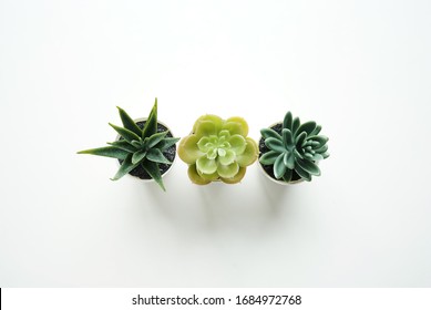 Small Fake Succulent Tree, House Plant To Decor Inside Home,table Morning,isolated On White Background.hipster's Background Topview