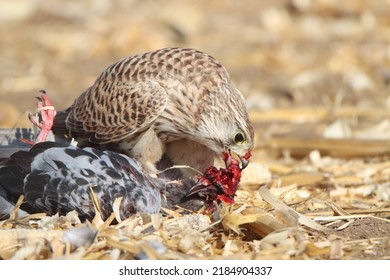 A Small Falcon Eats A Pigeon For Breakfast In A Large Field