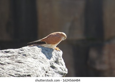 Small Falcon Peering Over The Edge Of A Cliff