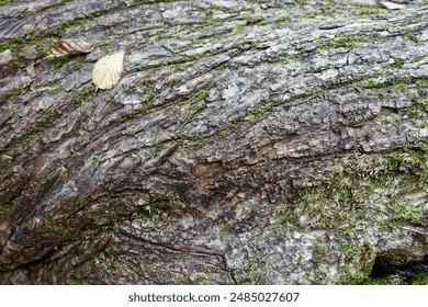 Small fallen leaves on a tree trunk - background material of bark            - Powered by Shutterstock