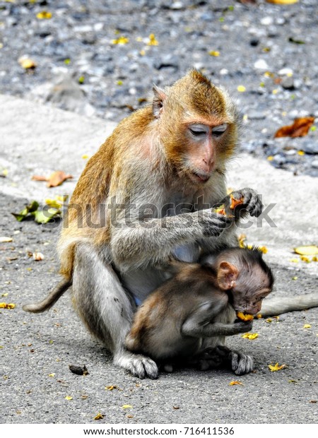 Small Family 2 Monkeys Share Food Stock Photo Edit Now