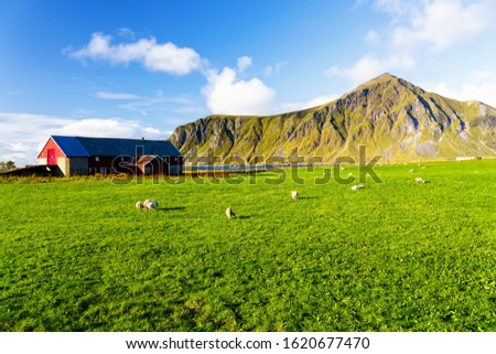 Similar – Sheep on the mountain pasture