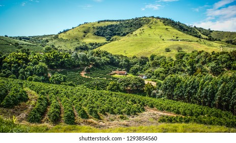 
Small Farm Producing Coffee In Brazil