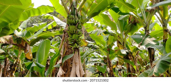 Small Farmer's Cavendish Banana Garden 