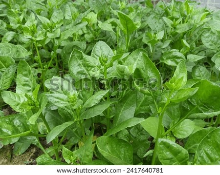 Small farming of spinach plant.50 megapixels image