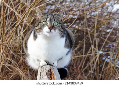 A Small Fat Cat Sits Curiously On A Fence Post