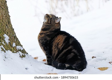A small fat cat sits in the snow and looks at a tree