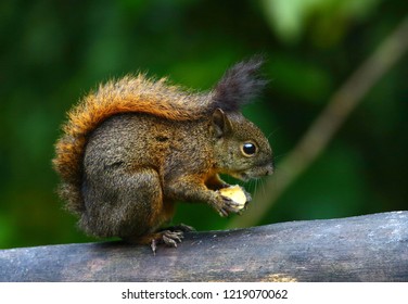 4 Microsciurus alfari Images, Stock Photos & Vectors | Shutterstock