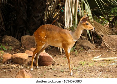 Small female African ewe Bushbuck in a South African wildlife reserve