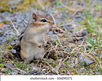 Small Female Chipmunk Outside Of Her Burrow