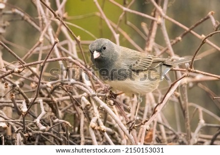 Small female dark eyed junco perched the grapevine in my backyard