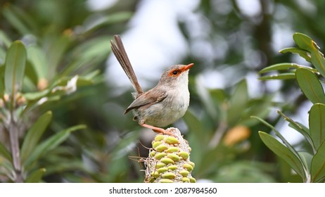 Small Female Wren On A Banksia Cone