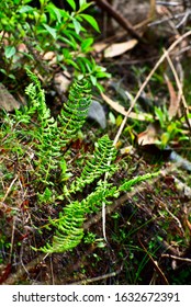 Small Ferns Growing In In Huascarán National ParkPeru