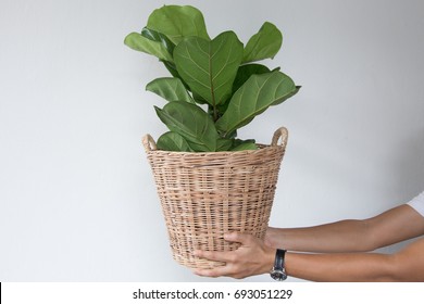 Small Fiddle Leaf Fig Tree On Wicker Basket.