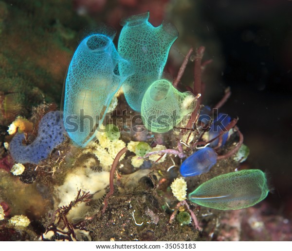 Small Filter Feeding Tunicates Feeding On Royalty Free Stock Image