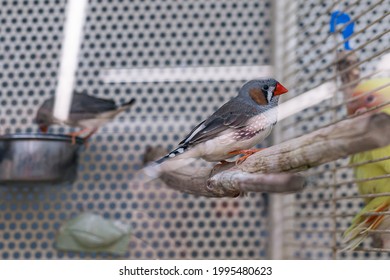 Small Finch Bird In A Cage At A Pet Shop. Concept For Pet, Sale Of Animals, Captivity Of Freedom