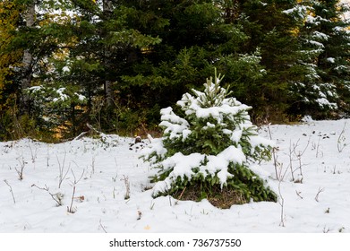 a small fir tree covered with snow