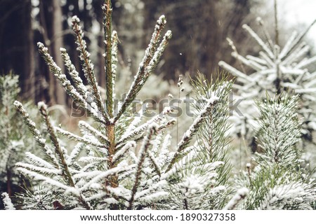 Small firs covered with snow