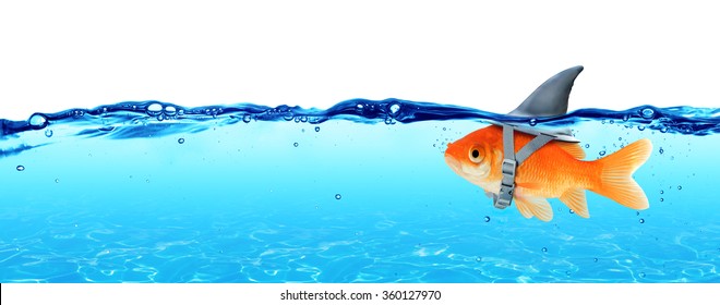 Small Fish With Ambitions Of A Big Shark - Business Concept
 - Shutterstock ID 360127970