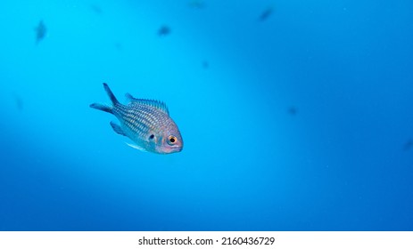 Small Fish In The Big Mediterranean Sea