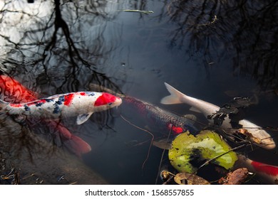 Small Fish In Big Pond 