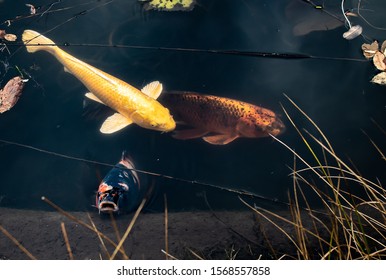 Small Fish In Big Pond 