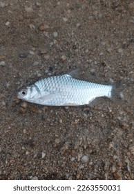 small fish caught by fishermen