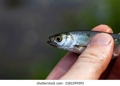 A small fish caught in the river, a small fish in the hand of the person who caught it in the river