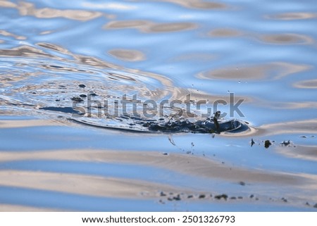 a small fish escaping from an attacking predator by jumping out of the water