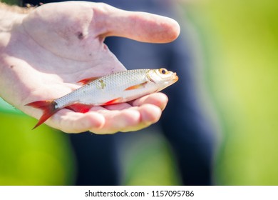 Small fish in hand
